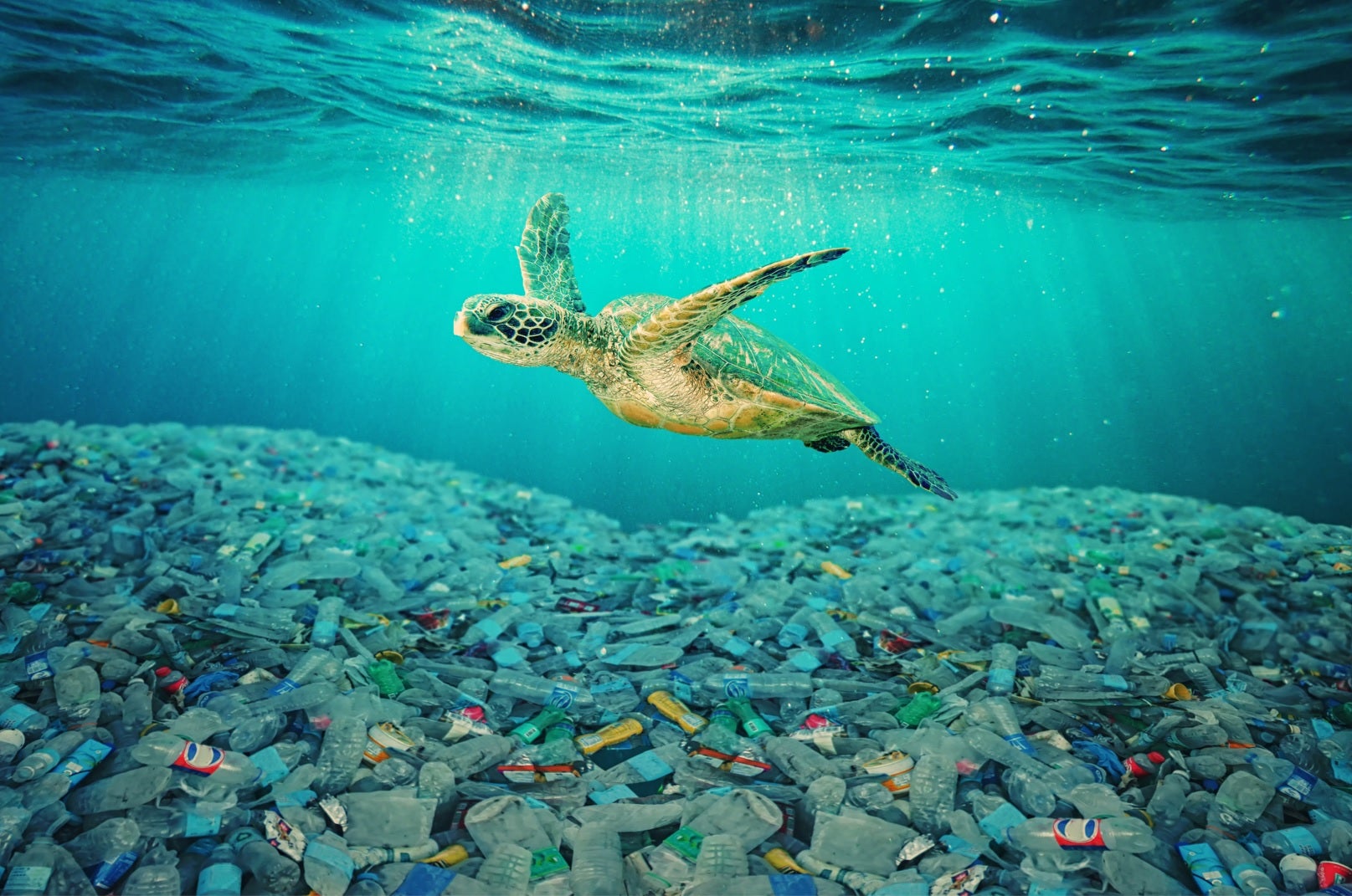 Plástico no Oceano: como eles vão parar lá e quais os impactos