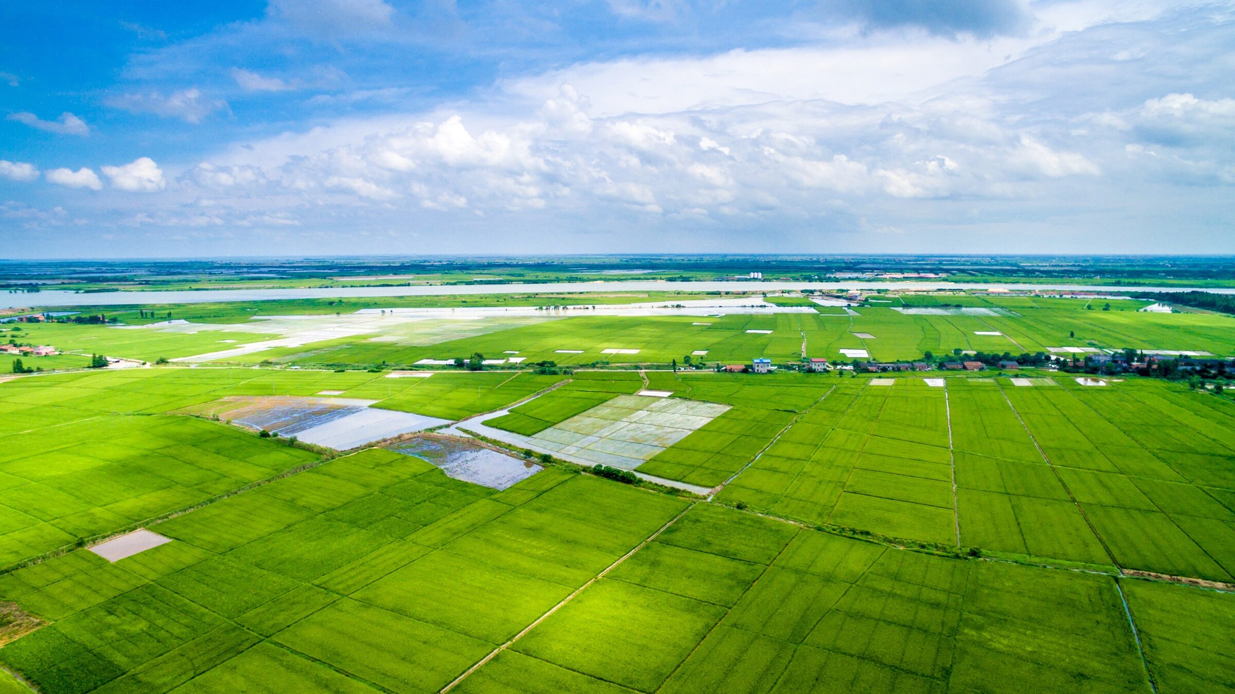 The Role Of Rice Farming In Surinames Economy