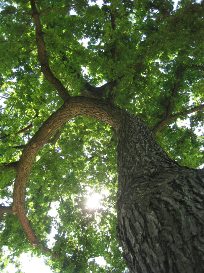 DC National Mall_tree