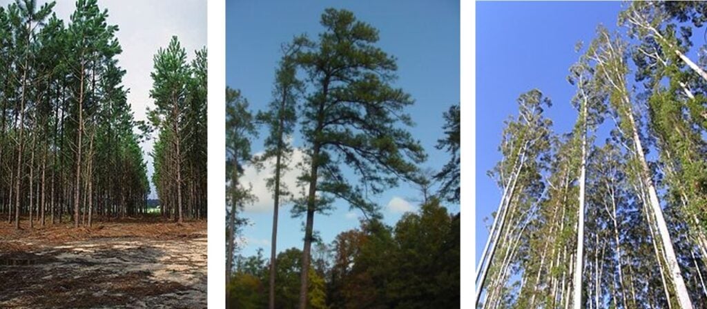 Izquierda: Plantación de Pinus elliottii. | Centro: Detalle de Pinus taeda | Derecha: Plantación Eucalyptus grandis
