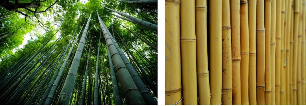 bamboo fileds