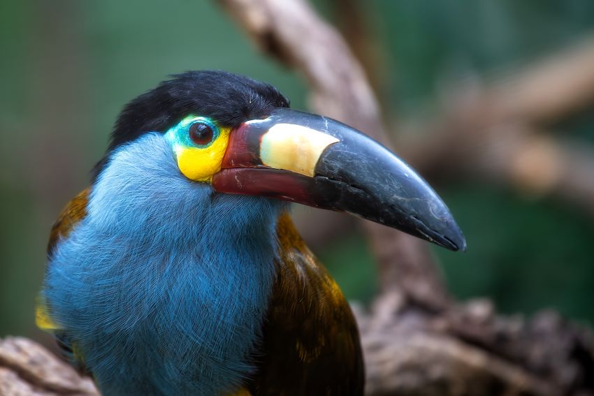 perdida biodiversidad impacto fiscal