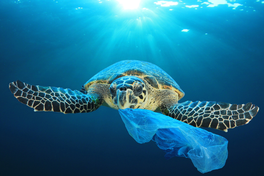 Sea Turtle with Straw up its Nostril - NO TO PLASTIC STRAWS 