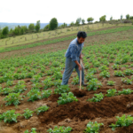 ¿Por qué se desacelera la productividad agrícola en América Latina y el Caribe?