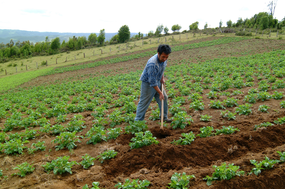 ¿Por qué se desacelera la productividad agrícola en América Latina y el Caribe?