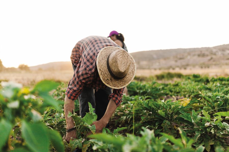 GRAIN  Latin America - Soya nexus in South America