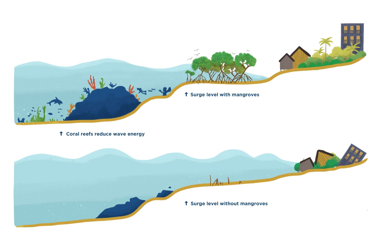 Coral Reef and Coastal Wetlands Protections Can Help Communities Withstand  Climate Impacts