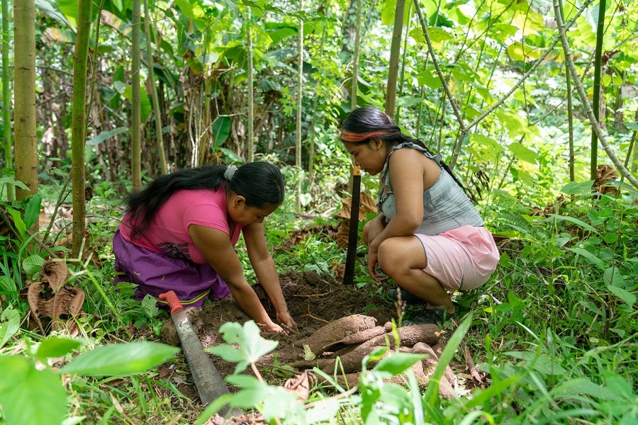 Women harvesting Yuca. Gender