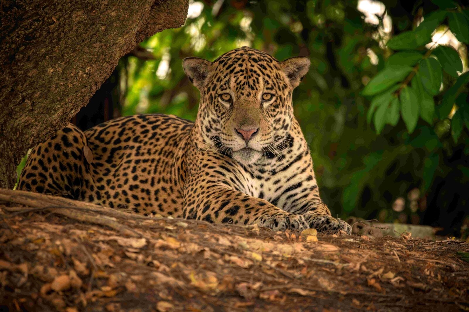 Rewilding America Latina Caribe
