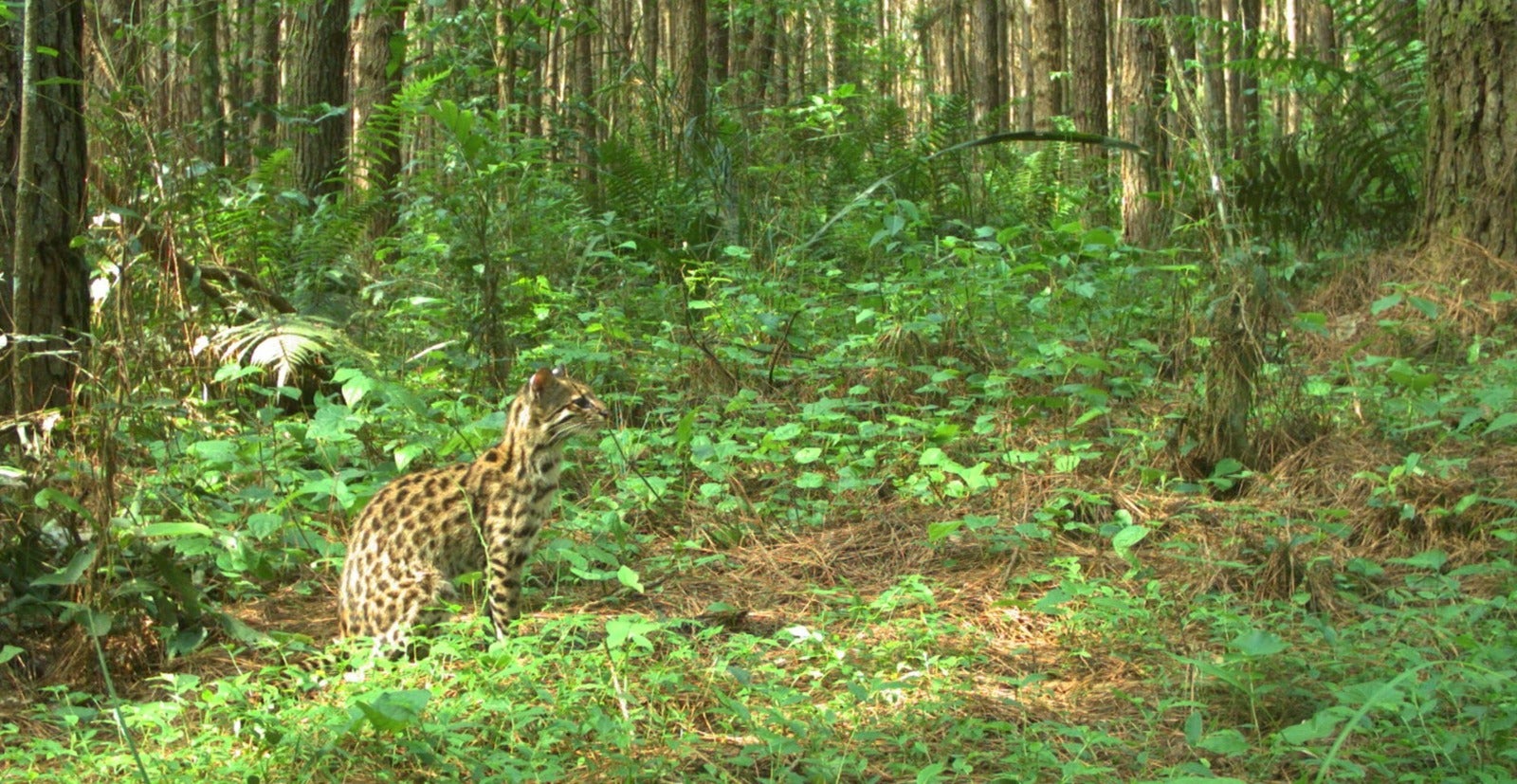 Observatorio de Biodiversidad del Bosque Atlántico 1