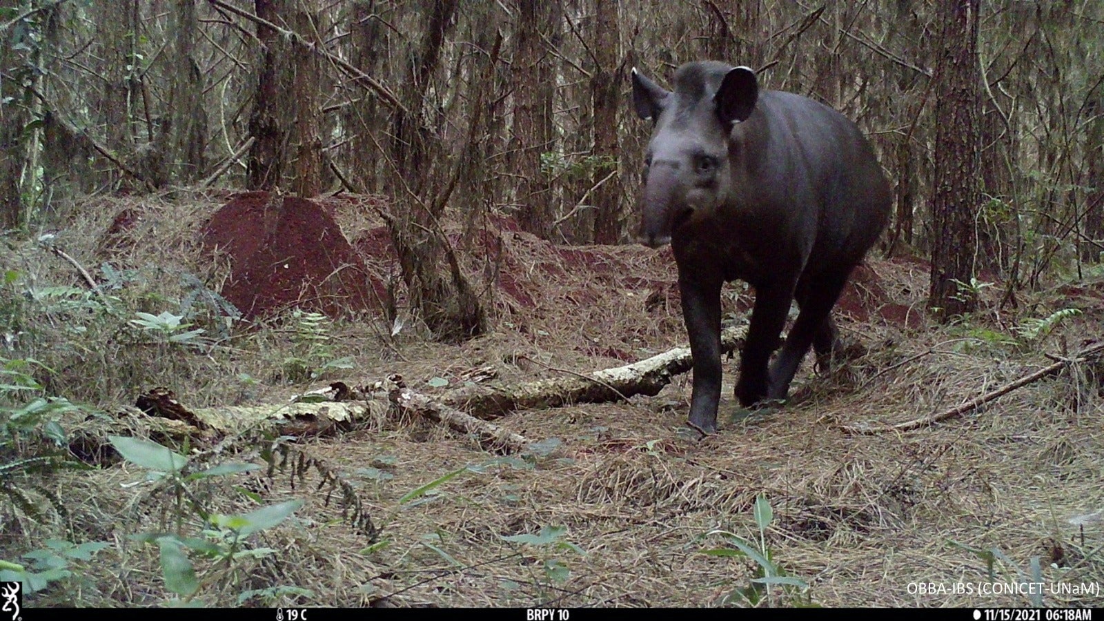 Observatorio de Biodiversidad del Bosque Atlántico 2